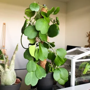 Hoya Kerrii Plant Live Heart Plant 4 Inch Indoor Outdoor