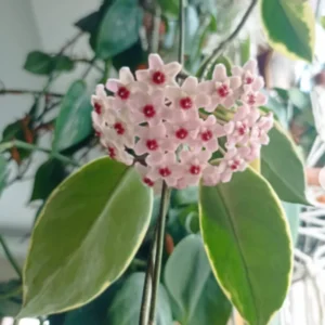 Hoya Plant Live Houseplant - 4 Inch Indoor Ornamental Plant