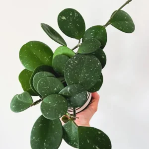 Hoya Plant Live Houseplant - 4 Inch Indoor Ornamental Plant