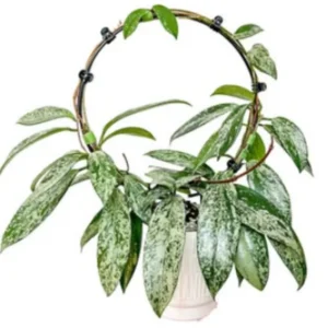 Hoya Plant Live Houseplant - 4 Inch Indoor Ornamental Plant