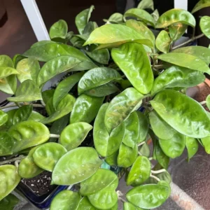 Hoya Plant Live Houseplant - 4 Inch Indoor Ornamental Plant