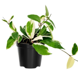 Hoya Plant Live Houseplant - 4 Inch Indoor Ornamental Plant