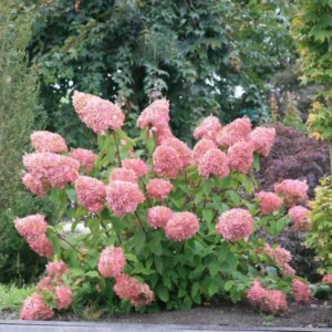 Hydrangea Paniculata Plant - 2.5 Inch Pot - Flowering Shrub