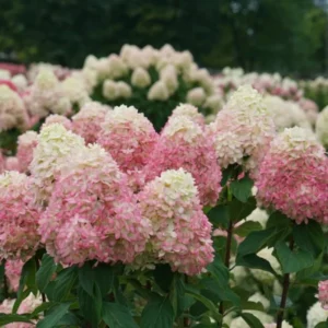 Hydrangea Paniculata Plant - 2.5 Inch Pot - Flowering Shrub