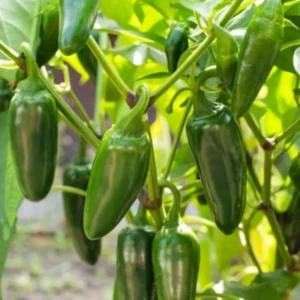 Jalapeno Pepper Plant - 4 Inch Pot - Spicy Vegetable Plant
