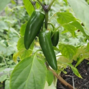 Jalapeno Pepper Plant - 4 Inch Pot - Spicy Vegetable Plant