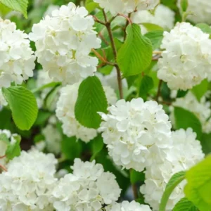 Japanese Snowball Viburnum Plant - 6-10 Inch Tall - 2.5 Inch Pot - Flowering Shrub