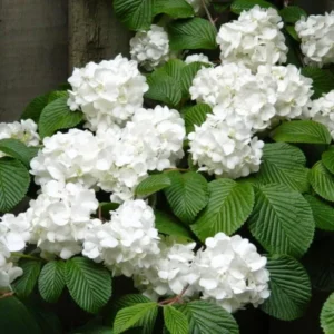 Japanese Snowball Viburnum Plant - 6-10 Inch Tall - 2.5 Inch Pot - Flowering Shrub