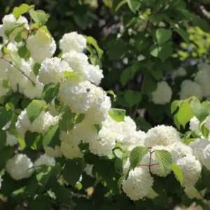 Japanese Snowball Viburnum Plant - 6-10 Inch Tall - 2.5 Inch Pot - Flowering Shrub