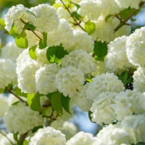 Japanese Snowball Viburnum Plant - 6-10 Inch Tall - 2.5 Inch Pot - Flowering Shrub