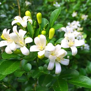 Jasmine Plant Live - Orange Jasmine Plant, 3 Gallon Pot, Indoor/Outdoor Gardening