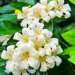 Jasmine Plant Live - Orange Jasmine Vine - 3 Gallon Pot - Outdoor Patio Plant