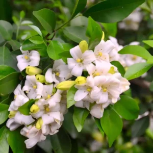 Jasmine Plant Live - Orange Jasmine Vine - 3 Gallon Pot - Outdoor Patio Plant