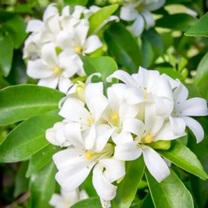 Jasmine Plant Live - Orange Jasmine Vine - 3 Gallon Pot - Outdoor Patio Plant