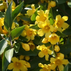 Jasmine Plants Live Set of 3 Yellow Jasmine Starter Plants 5-7 Inches Indoor/Outdoor