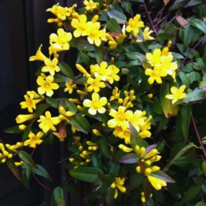 Jasmine Plants Live Set of 3 Yellow Jasmine Starter Plants 5-7 Inches Indoor/Outdoor