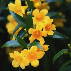 Jasmine Plants Live Set of 3 Yellow Jasmine Starter Plants 5-7 Inches Indoor/Outdoor
