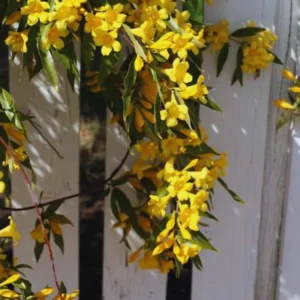 Jasmine Plants Live Set of 3 Yellow Jasmine Starter Plants 5-7 Inches Indoor/Outdoor