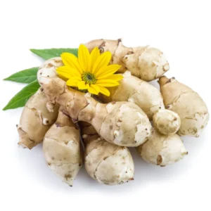 Jerusalem Artichoke Tubers - 10 Fresh Sunchokes Bulbs for Garden Planting