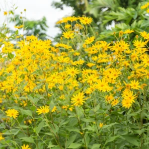 Jerusalem Artichoke Tubers - 10 Fresh Sunchokes Bulbs for Garden Planting