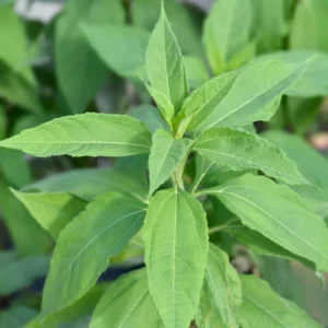 Jerusalem Artichoke Tubers - 10 Fresh Sunchokes Bulbs for Garden Planting