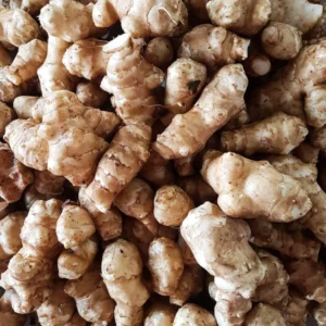 Jerusalem Artichoke Tubers - 10 Fresh Sunchokes Bulbs for Garden Planting