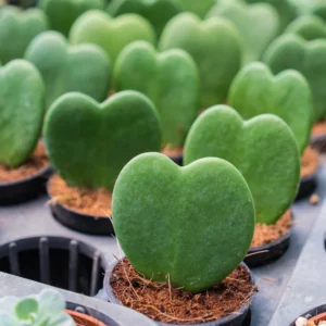 Kerrii Hoya Heart Plant 2-Pack Live Plants 4-7 Inches Well Rooted