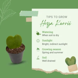 Kerrii Hoya Heart Plant 2-Pack Live Plants 4-7 Inches Well Rooted