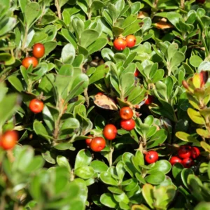 Kinnikinnick Bearberry Plant - Groundcover Live Plant 3.5 Inch Pot