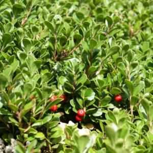 Kinnikinnick Bearberry Plant - Groundcover Live Plant 3.5 Inch Pot