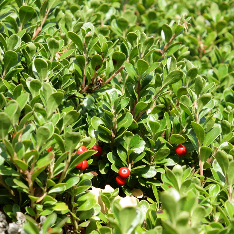 Kinnikinnick Bearberry Plant - Groundcover Live Plant 3.5 Inch Pot