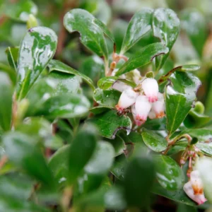 Kinnikinnick Bearberry Plant - Groundcover Live Plant 3.5 Inch Pot