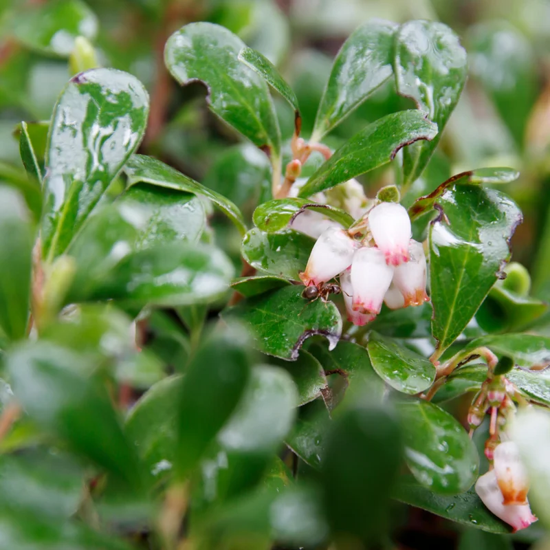 Kinnikinnick Bearberry Plant - Groundcover Live Plant 3.5 Inch Pot