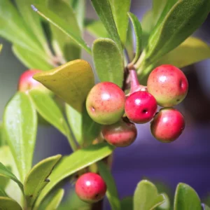 Kinnikinnick Bearberry Plant - Groundcover Live Plant 3.5 Inch Pot