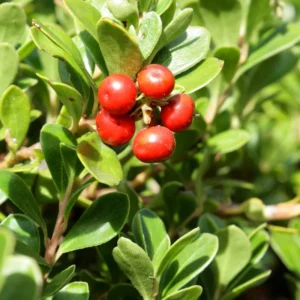 Kinnikinnick Bearberry Plant - Groundcover Live Plant 3.5 Inch Pot