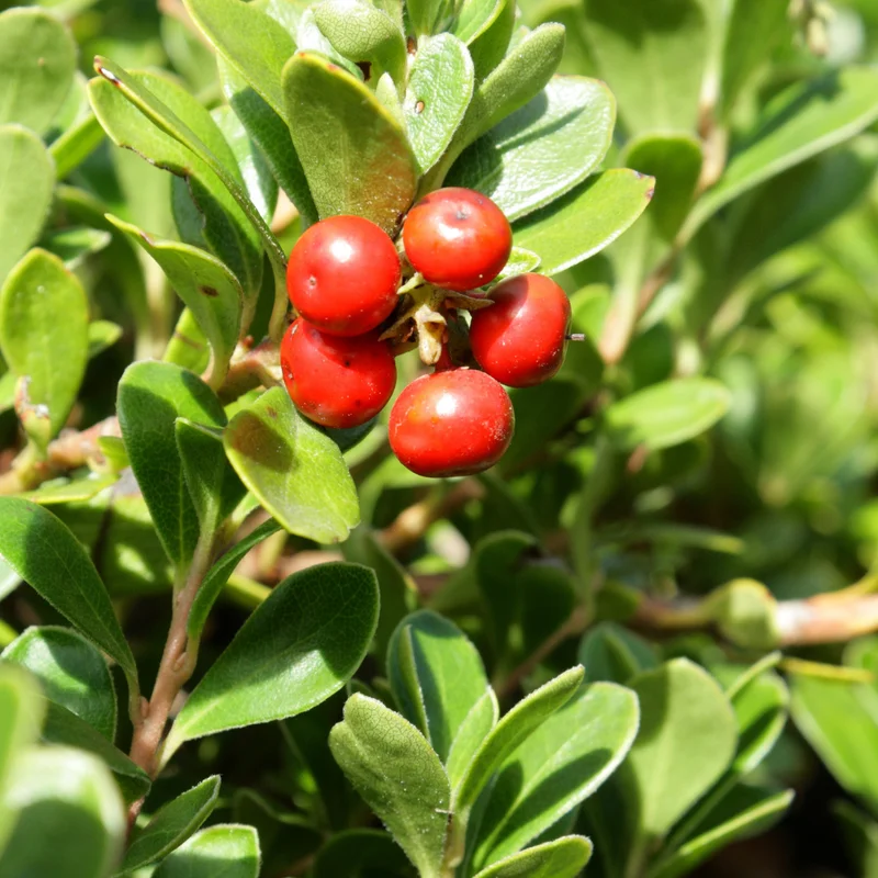 Kinnikinnick Bearberry Plant - Groundcover Live Plant 3.5 Inch Pot