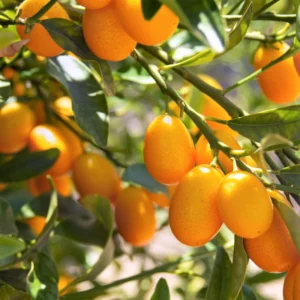Kumquat Tree Live Plant - Fruiting Citrus Tree