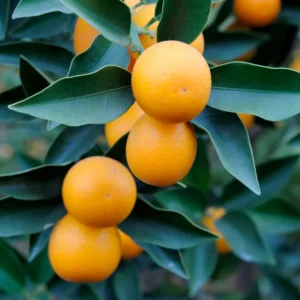 Kumquat Tree Live Plant - Fruiting Citrus Tree