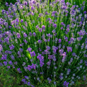 Lavender Plants - Live Flower Plant 2-4 Inch Fragrant Shrub Garden Decor