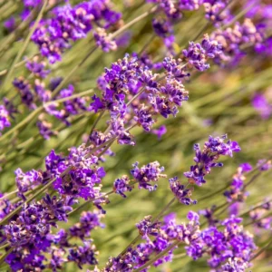 Lavender Plants - Live Flower Plant 2-4 Inch Fragrant Shrub Garden Decor