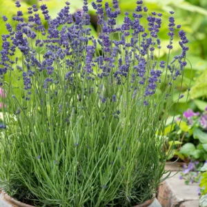 Lavender Plants - Live Flower Plant 2-4 Inch Fragrant Shrub Garden Decor