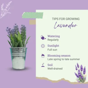 Lavender Plants - Live Flower Plant 2-4 Inch Fragrant Shrub Garden Decor