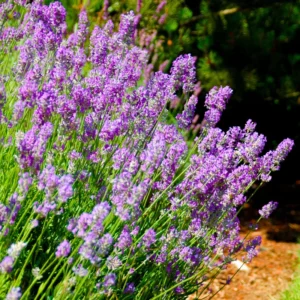 Lavender Plants Live Fragrant Starter Bushes 2.25 Inch Pot Purple
