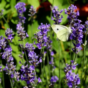 Lavender Plants Live Fragrant Starter Bushes 2.25 Inch Pot Purple