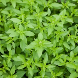Lemon Basil Plant, 3 Inch Pot