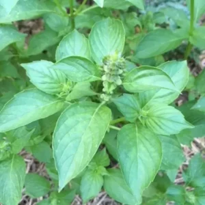 Lemon Basil Plant, 3 Inch Pot