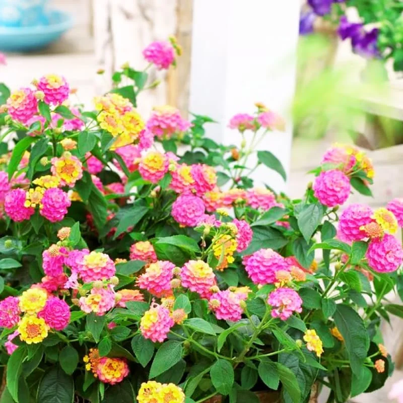 Light Pink Lantana Plants - Live Perennial Flowers - Set of 4 Starters