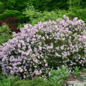 Lilac Plant - Live Outdoor Tree/Bush - Fragrant Flowers - Well Rooted