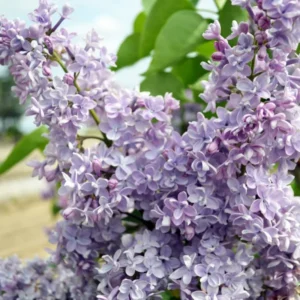 Lilac Plant - Live Outdoor Tree/Bush - Fragrant Flowers - Well Rooted