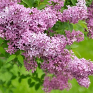 Lilac Plant - Live Outdoor Tree/Bush - Fragrant Flowers - Well Rooted